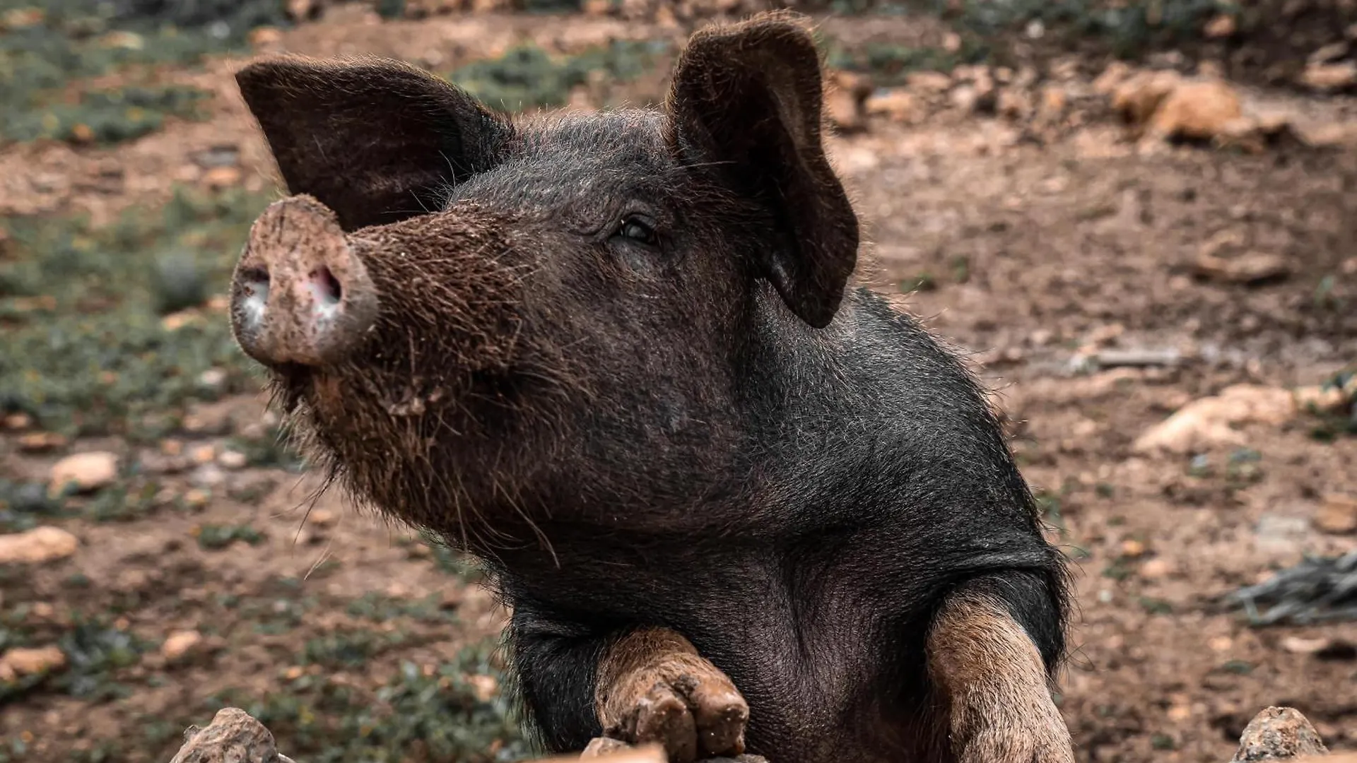 Agroturismo Ses Illes Costitx  Farm stay Costitx (Mallorca)