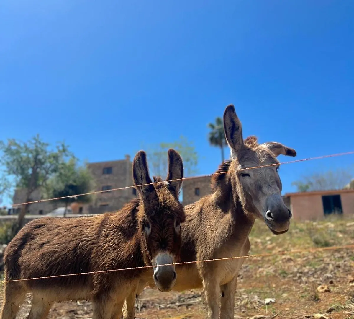 Agroturismo Ses Illes Costitx  Farm stay